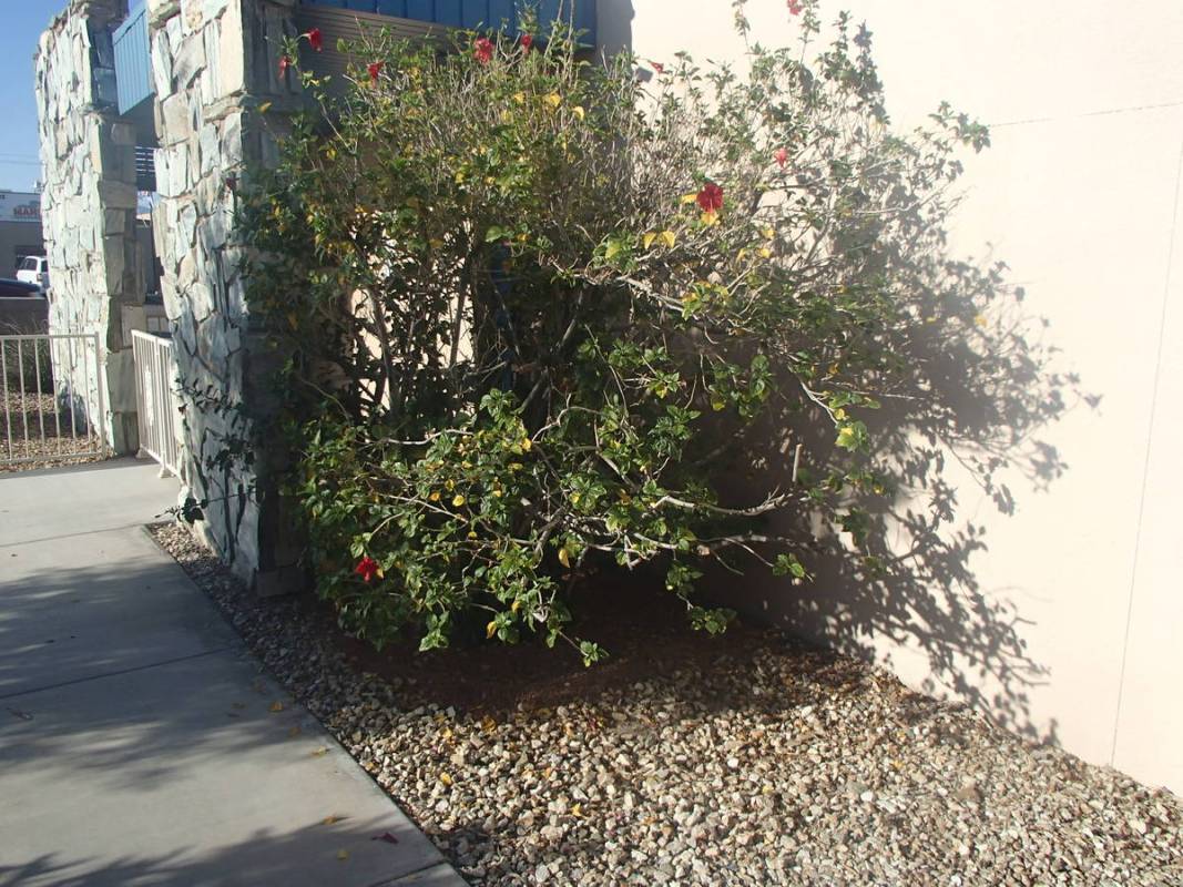 Rose of Sharon is a hardy and fun deciduous shrub for our climate. (Bob Morris)