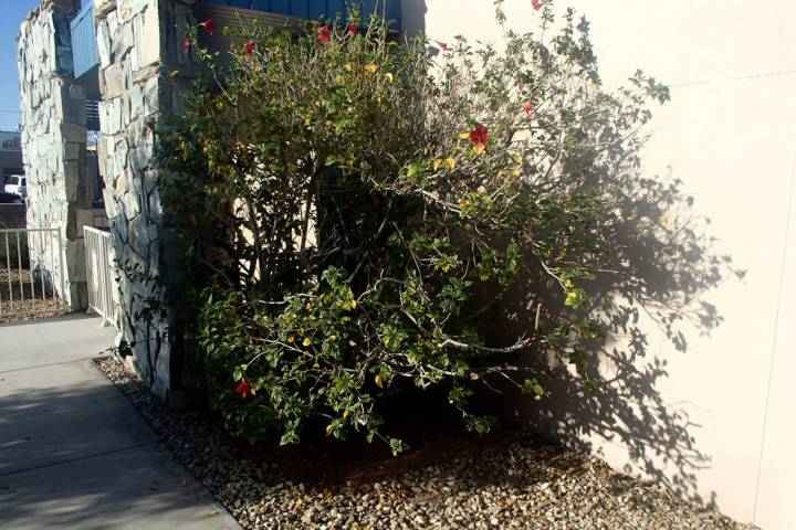 Rose of Sharon is a hardy and fun deciduous shrub for our climate. (Bob Morris)