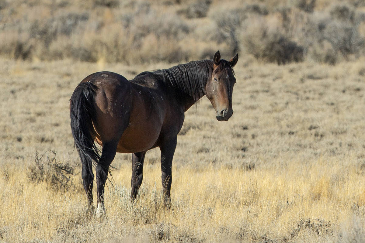 A wild horse roams public land on Friday, Sept. 11, 2020, near Eureka, Nevada. (Ellen Schmidt/L ...