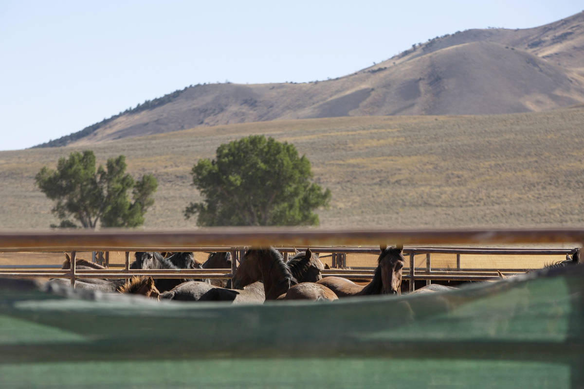Wild horses are held in temporary pens during the Diamond HMA wild horse gather on Thursday, Se ...