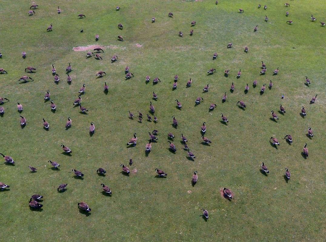 A flock of geese are seen at Cornerstone Park, on Tuesday, June 15, 2021, in Henderson. (Bizuay ...