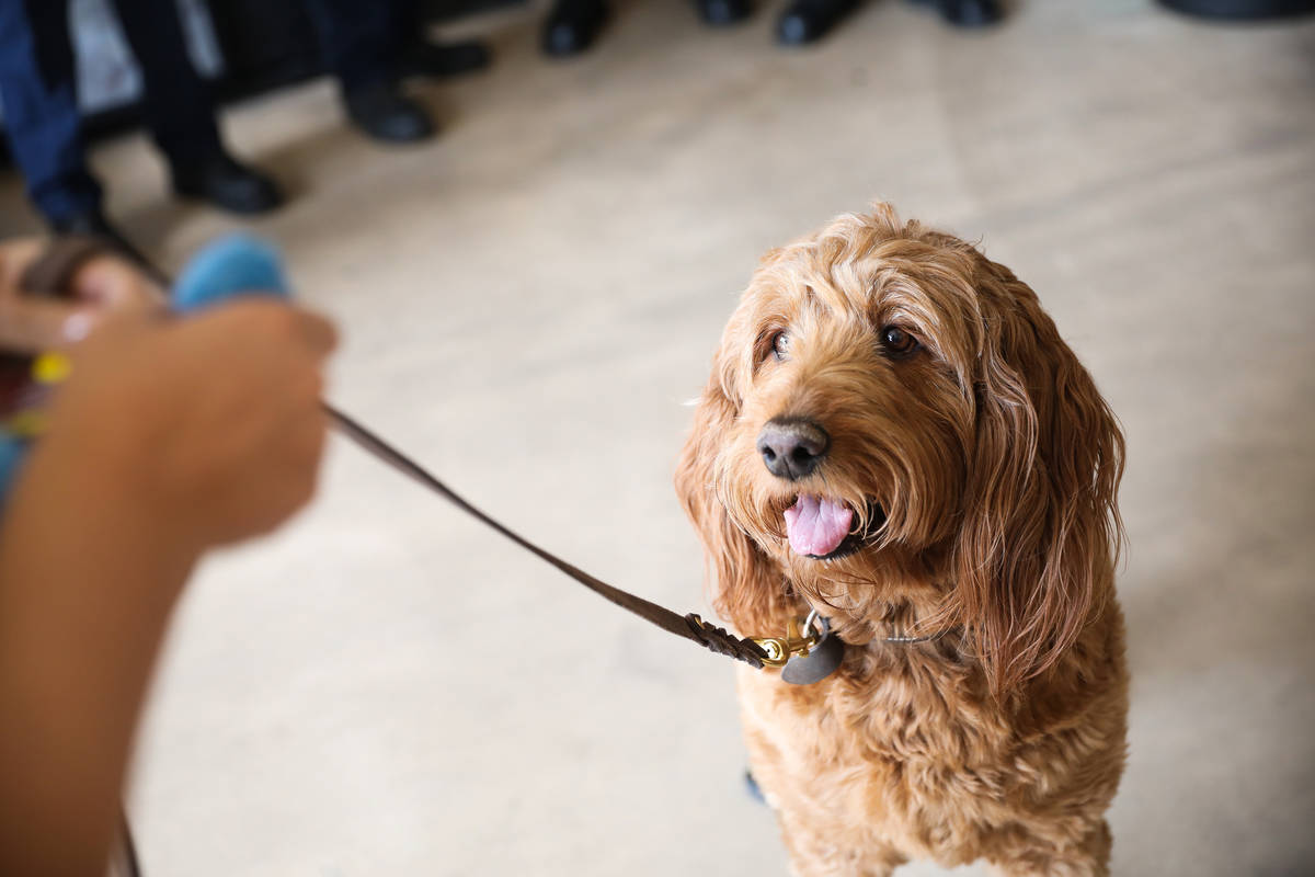 Murphy, a golden doodle and "dog influencer" at an event to teach the public about an ...