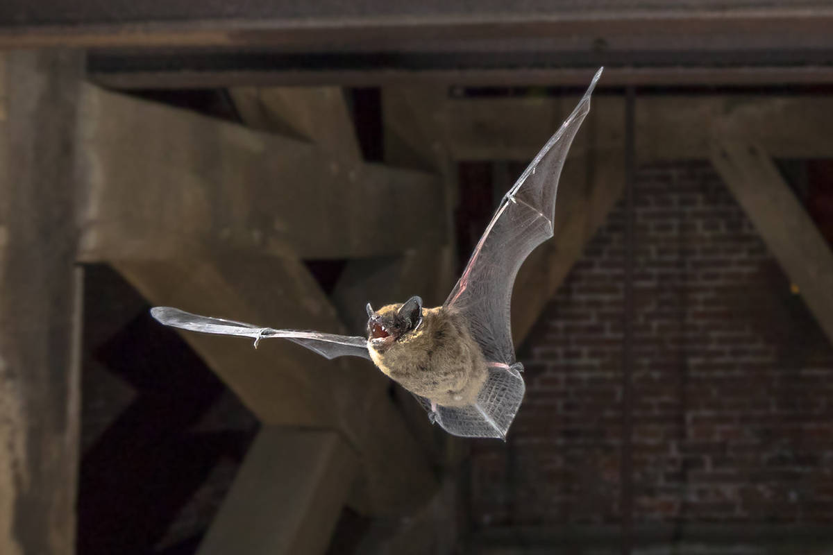 Bats with rabies found in Nevada Local Nevada Local