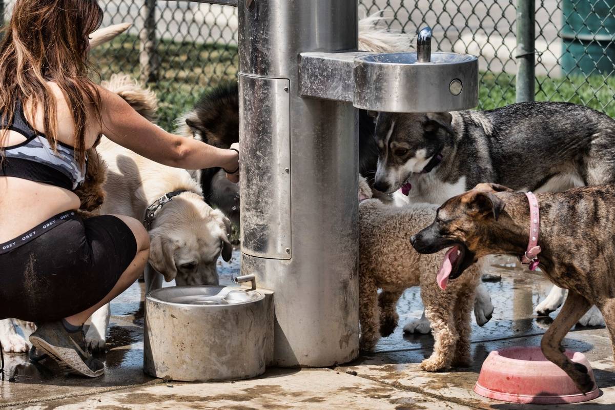 A dog walker gives water from a fountain to her pack of dogs at the Sepulveda Basin Dog park in ...
