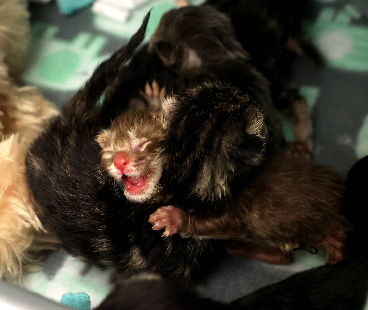 Nine abandoned kittens recover at The Animal Foundation in Las Vegas Wednesday, June 23, 2021. ...