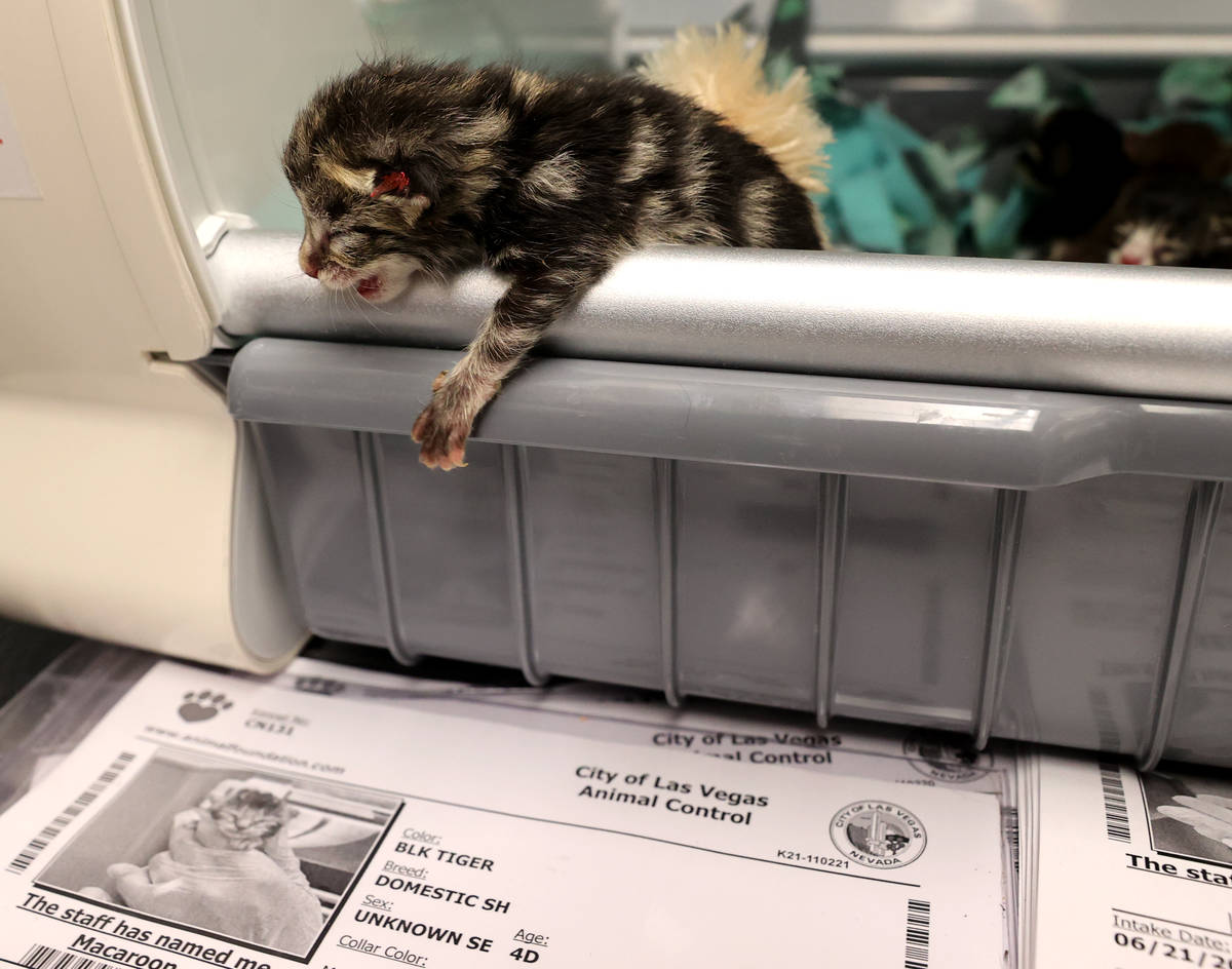 Nine abandoned kittens recover at The Animal Foundation in Las Vegas Wednesday, June 23, 2021. ...