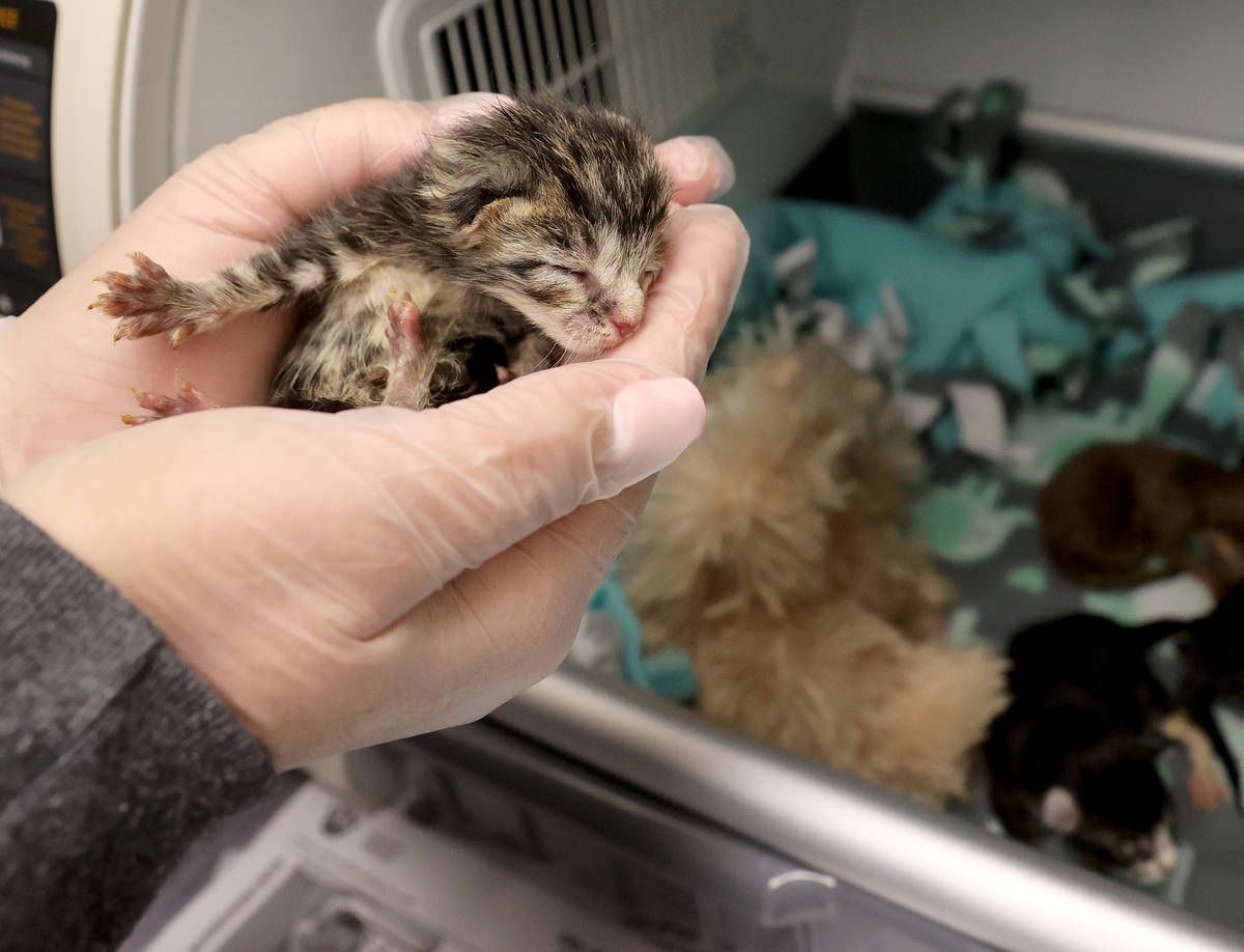 Kelsey Pizzi holds Churro, one of nine abandoned kittens recovering at The Animal Foundation in ...