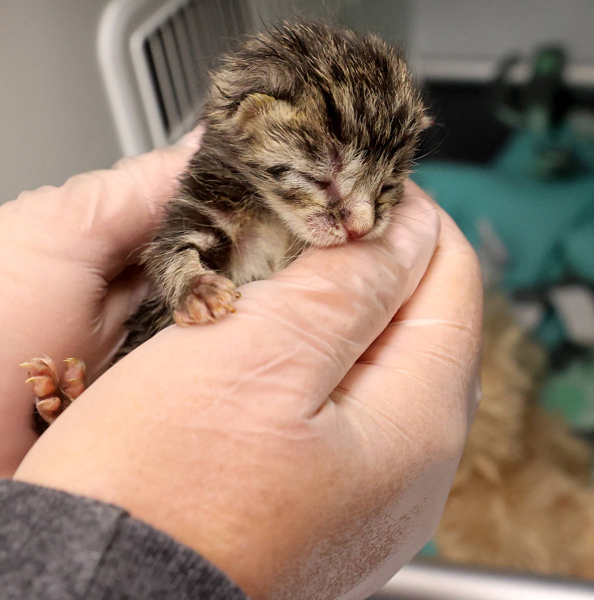 Kelsey Pizzi holds Churro, one of nine abandoned kittens recovering at The Animal Foundation in ...