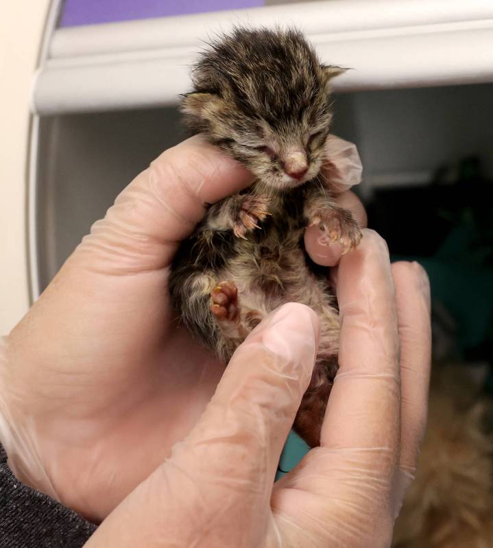 Kelsey Pizzi holds Churro, one of nine abandoned kittens recovering at The Animal Foundation in ...