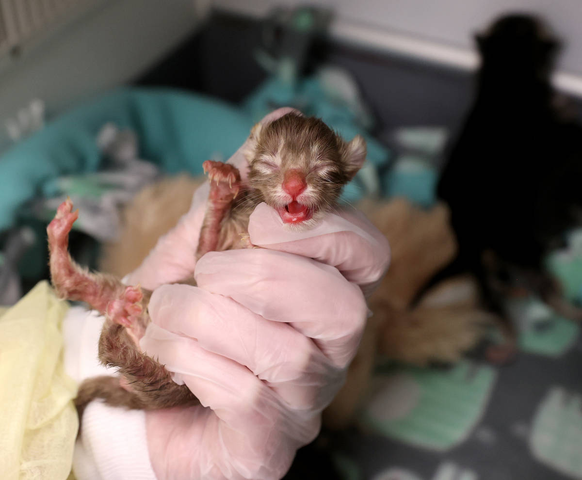 Feline Programs Supervisor Melissa Flack holds Dole, one of nine abandoned kittens recovering a ...