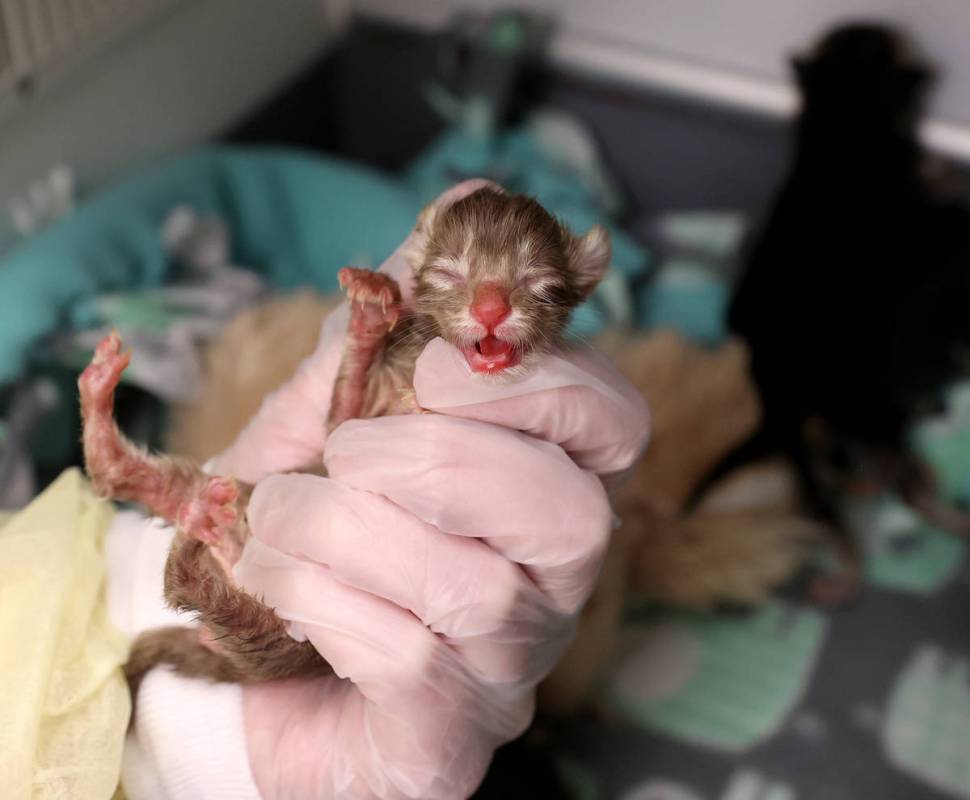 Feline Programs Supervisor Melissa Flack holds Dole, one of nine abandoned kittens recovering a ...