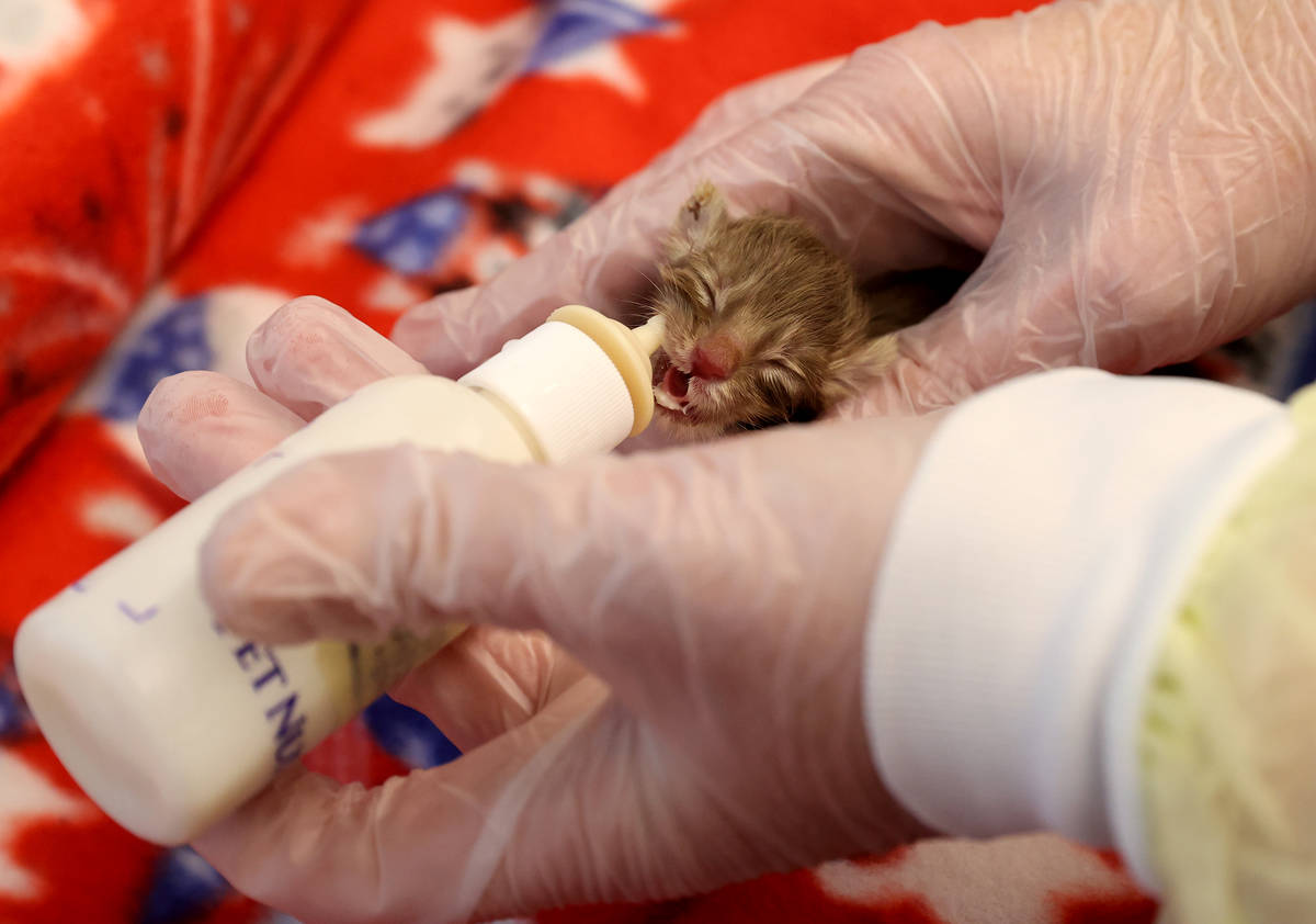 Feline Programs Supervisor Melissa Flack feeds Dole, one of nine abandoned kittens recovering a ...