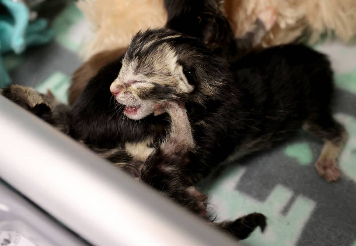 Nine abandoned kittens recover at The Animal Foundation in Las Vegas Wednesday, June 23, 2021. ...