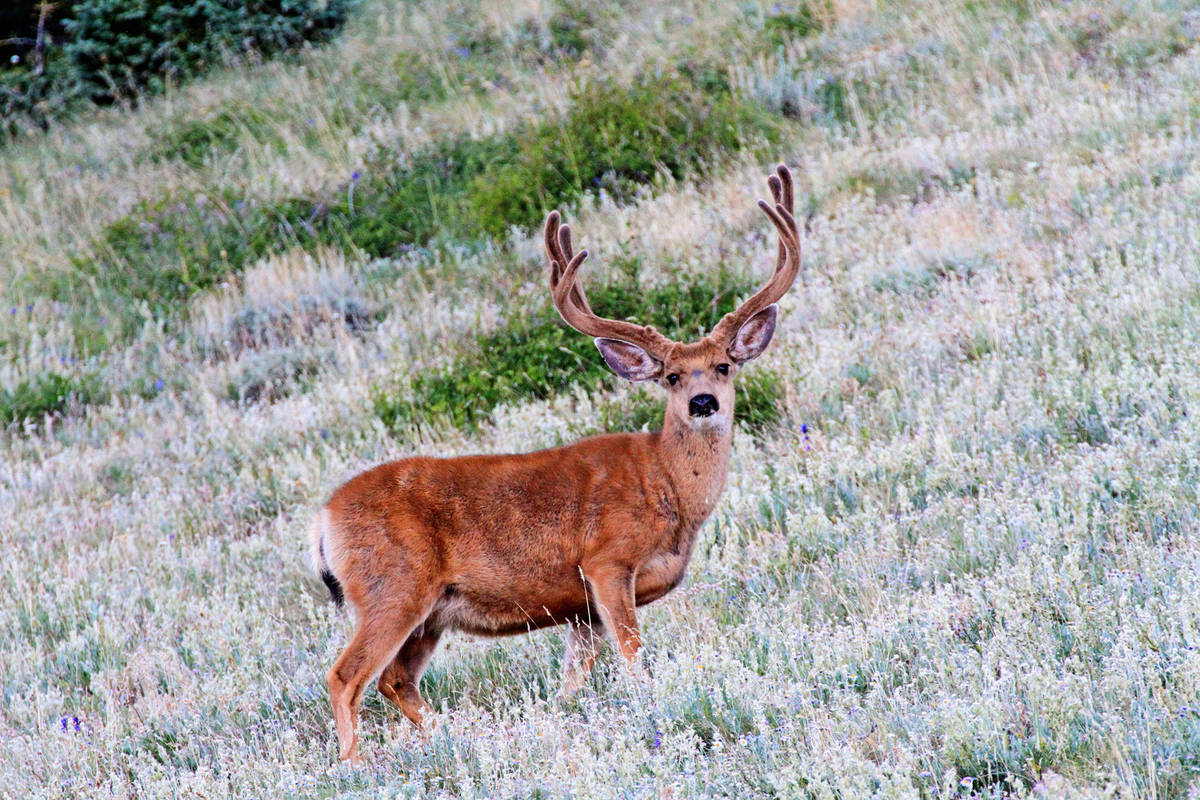 The amount of quality forage in the spring and summer months has a direct impact on a deer’s ...
