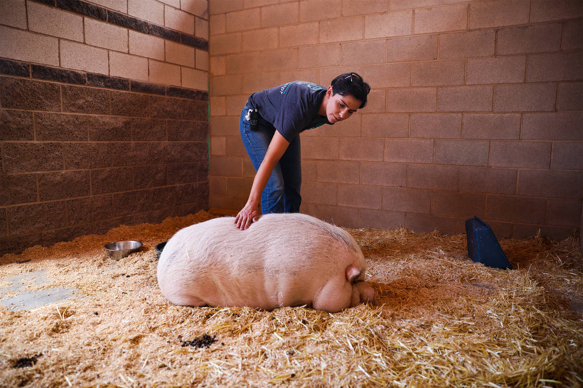 Lisa Watson, an animal care supervisor, pets Cupcake, a pot bellied pig that was abandoned and ...