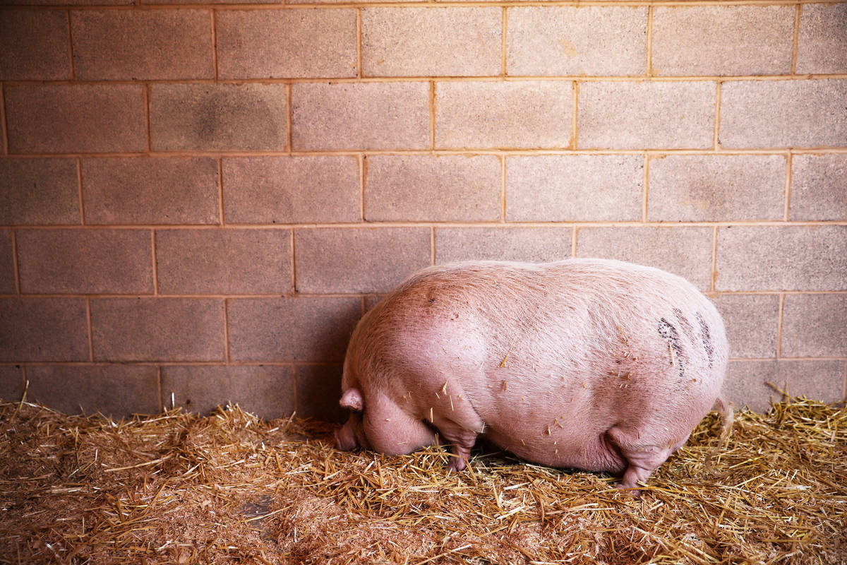 Cupcake, a pot bellied pig that was abandoned and is up for adoption, at the Animal Foundation, ...