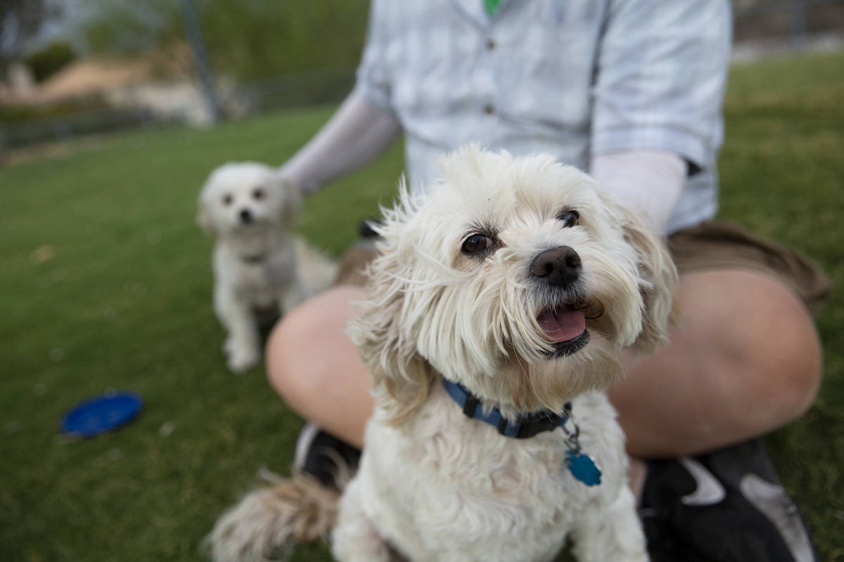Jim Gunther, of Las Vegas, pets his two dogs Nee Nee, left, and George, right, at Kellogg Zaher ...