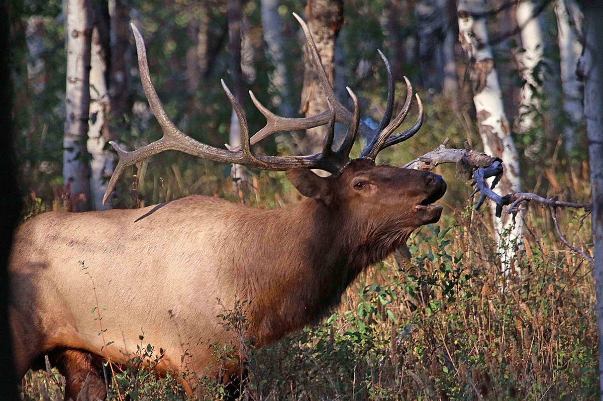 Hunters who were unlucky in Nevada’s big-game tag draw may want to try their luck in the B ...