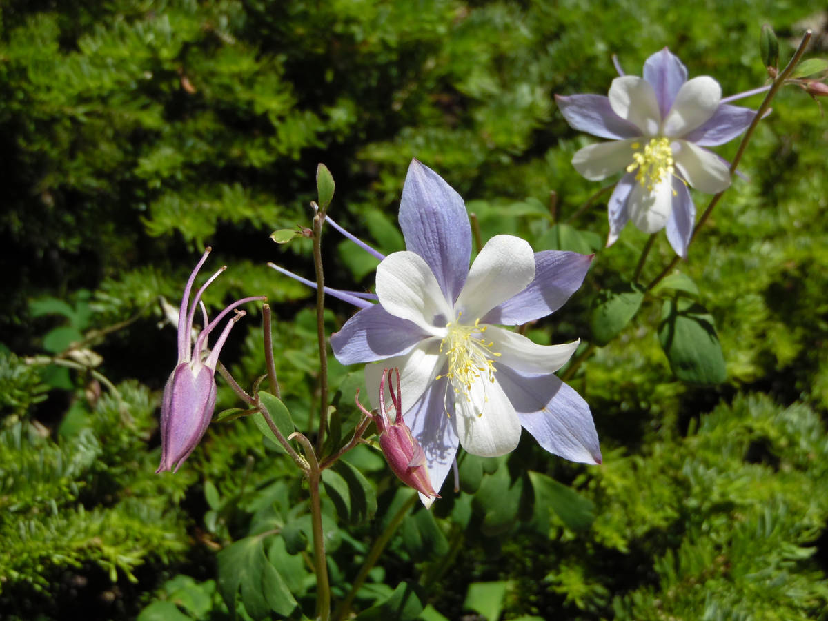 Elegant Colorado columbines may be found close to the parking lot and near the most accessible ...