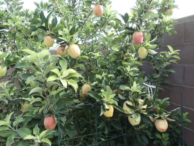 Fruit output of Gala apple tree really should not be challenge in Las Vegas