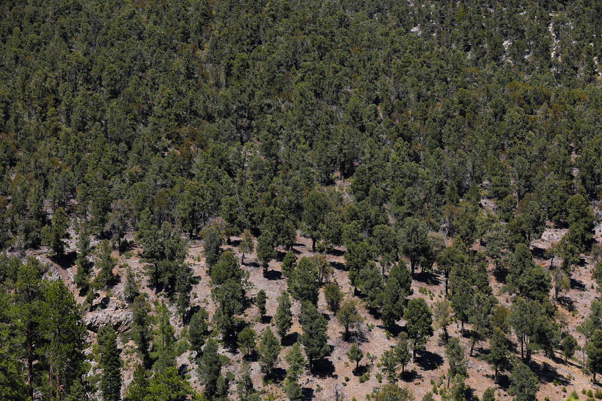 An example of fuel breaks — where firefighters cut down trees to leave space between them, ef ...