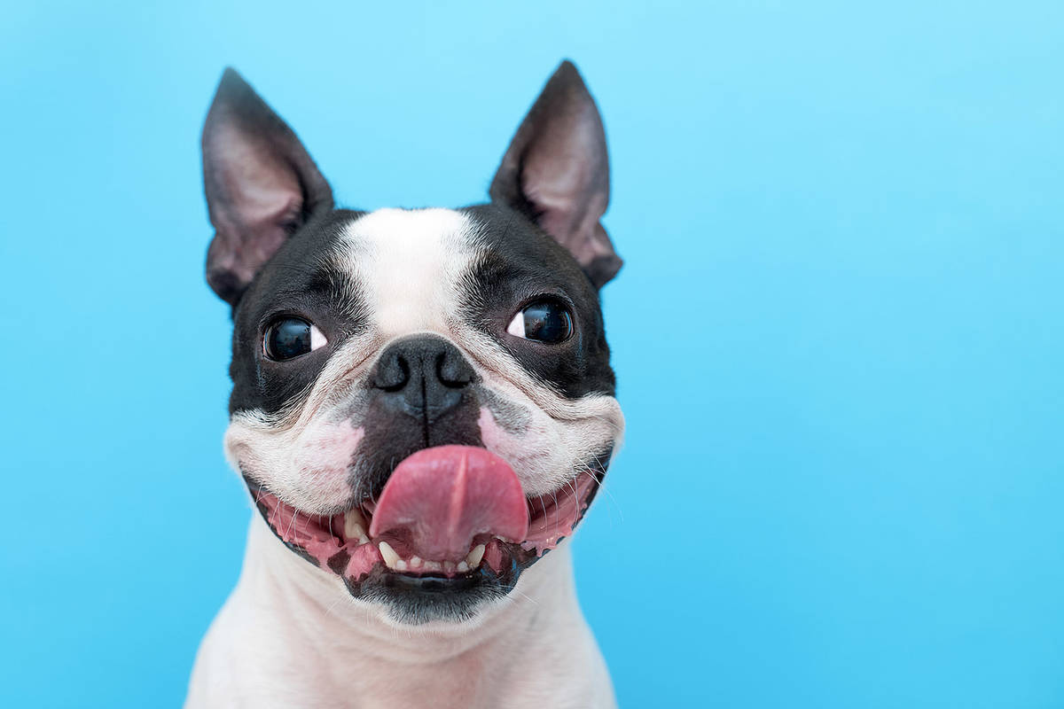 Boston Terrier (Getty Images)