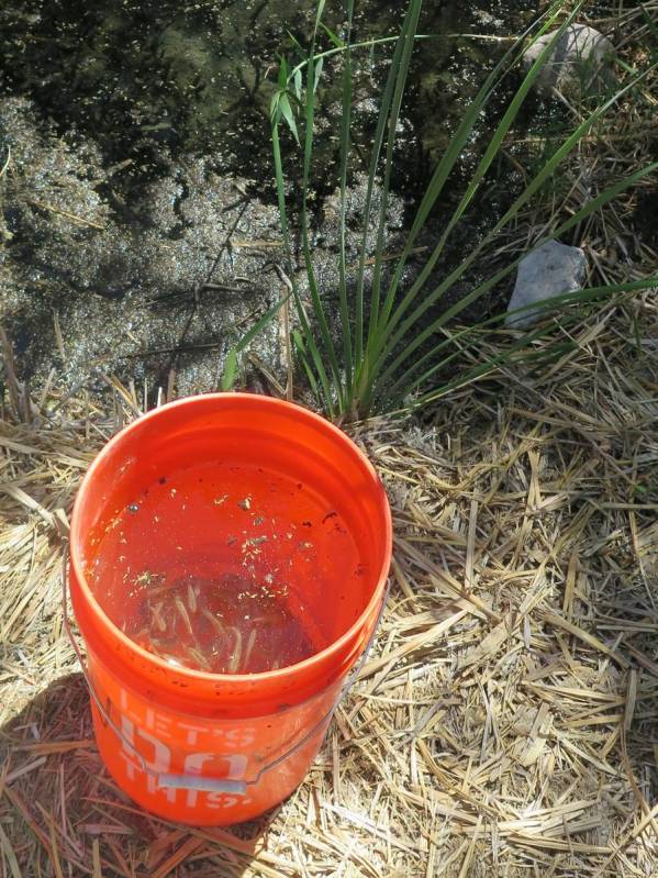 Pahrump Poolfish about to be reintroduced to the Corn Creek Pond May 20, 2021 (Courtesy of U.S. ...