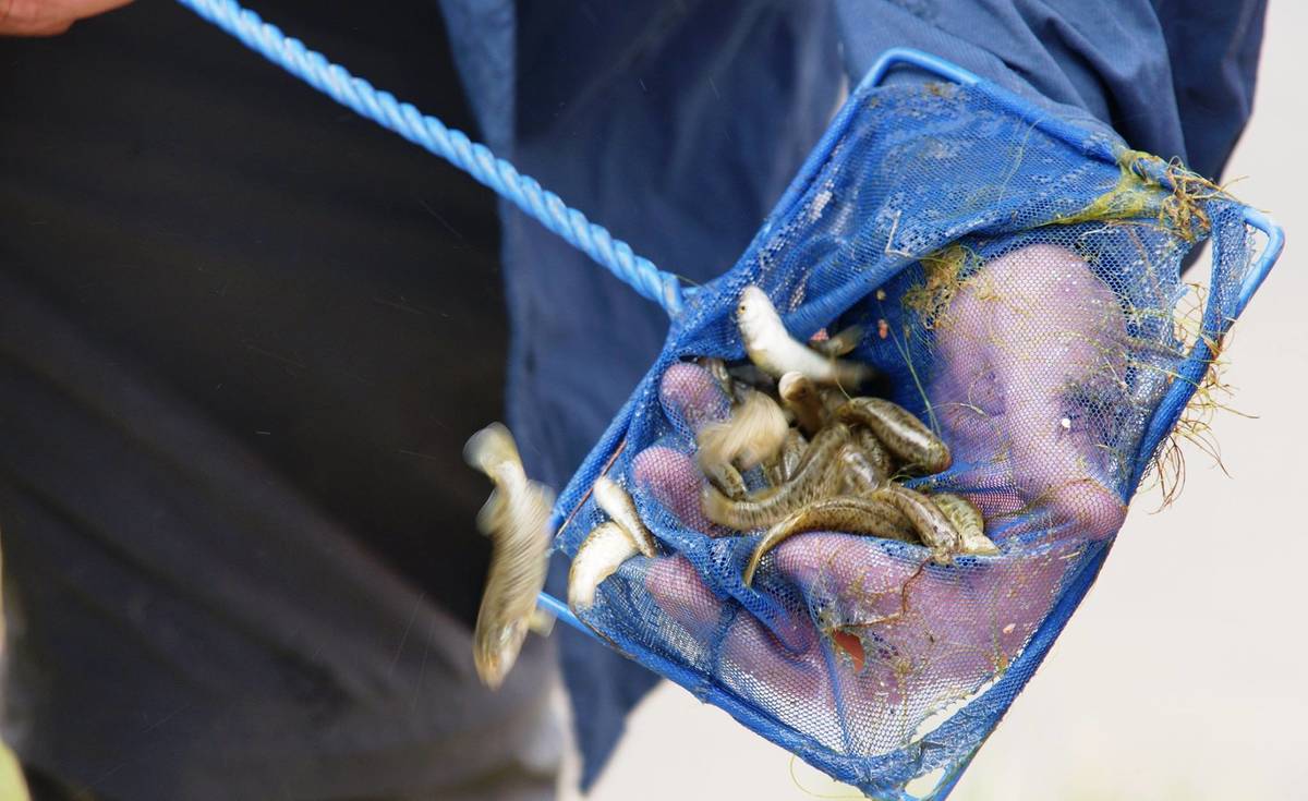 Pahrump Poolfish being reintroduced (Courtesy of Bureau of Land Management).
