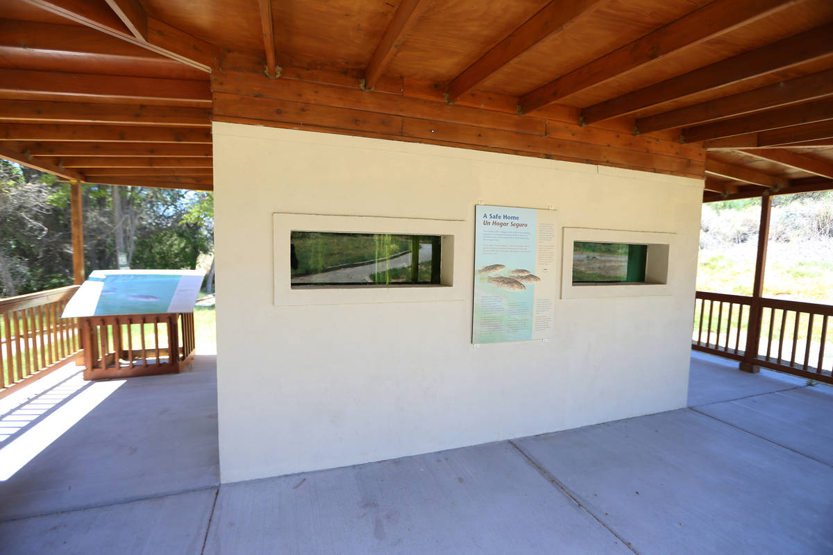 A refugium for Pahrump poolfish at the Desert National Wildlife Refuge in Las Vegas, Friday, Au ...