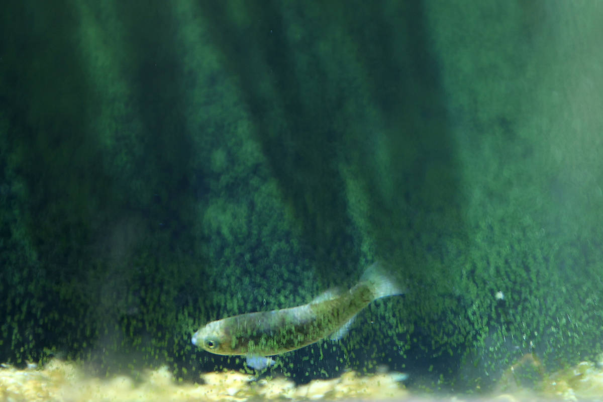Pahrump poolfish at the Desert National Wildlife Refuge in Las Vegas, Friday, Aug. 14, 2020. (E ...
