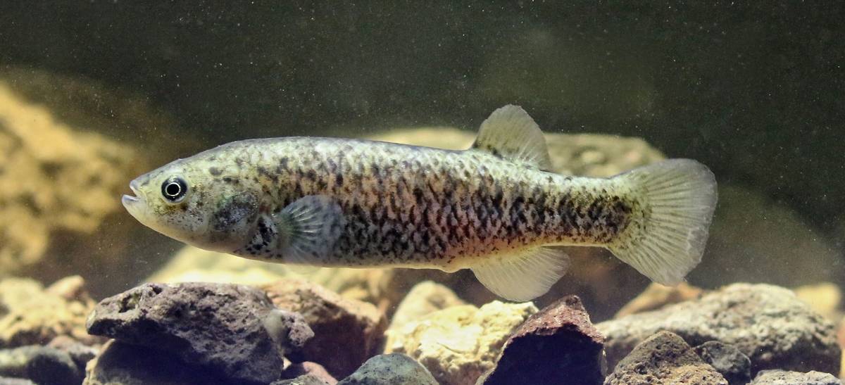A Pahrump poolfish swims in a tank at the Nevada Department of Wildlife's fish hatchery at Lake ...