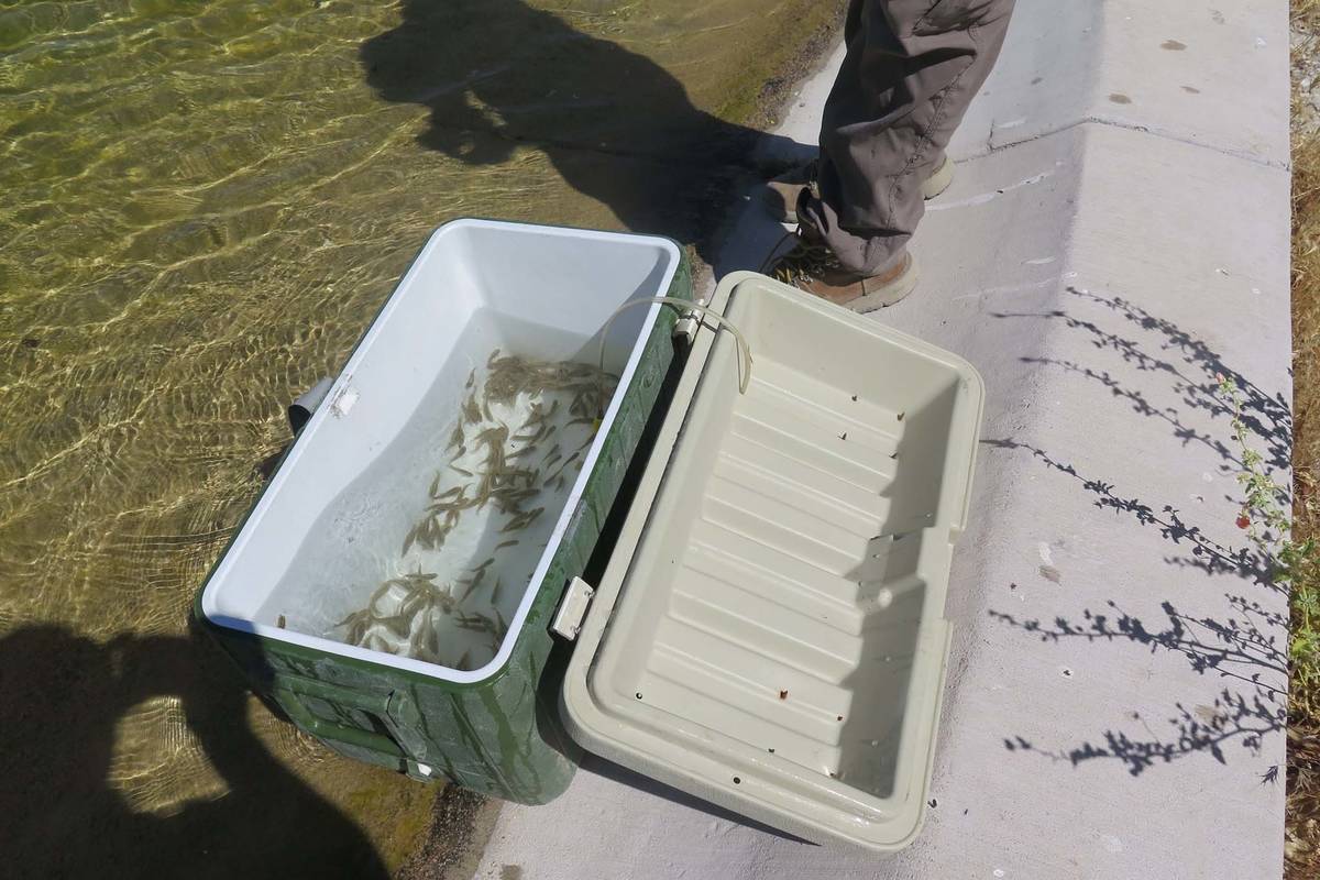 Pahrump Poolfish about to be reintroduced to the Corn Creek Pond May 20, 2021 (Courtesy of U.S. ...