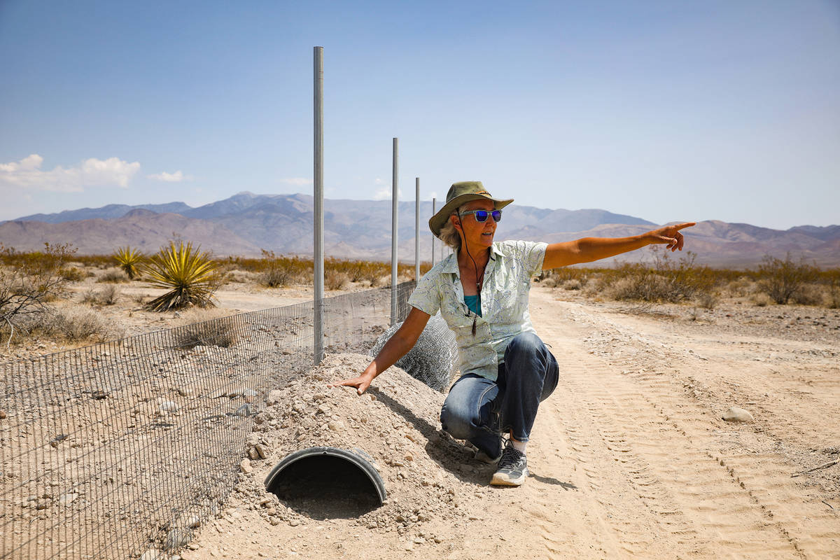 Laura Cunningham sits next to the fenceline of the future Yellow Pine solar project in the dese ...