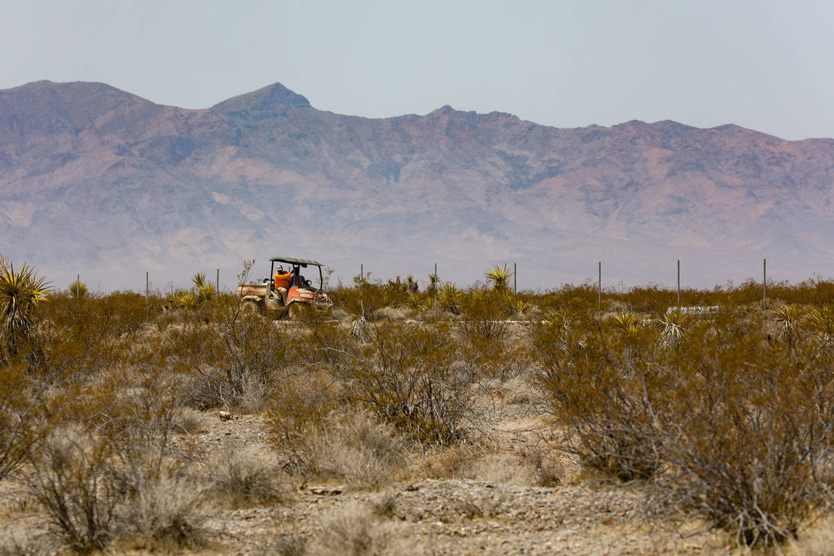 A crew works along the fence of the future Yellow Pine solar project that will cover a 3,000-ac ...