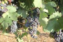 These tempranillo grape clusters, produced under the canopy of a trellised grape vine, are near ...