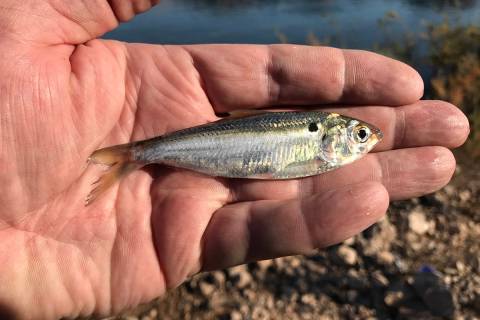 Threadfin shad, like this one from Lake Mead, are a primary food source for striped bass in the ...