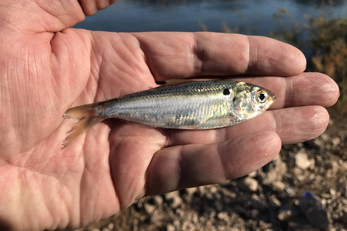 Threadfin shad, like this one from Lake Mead, are a primary food
