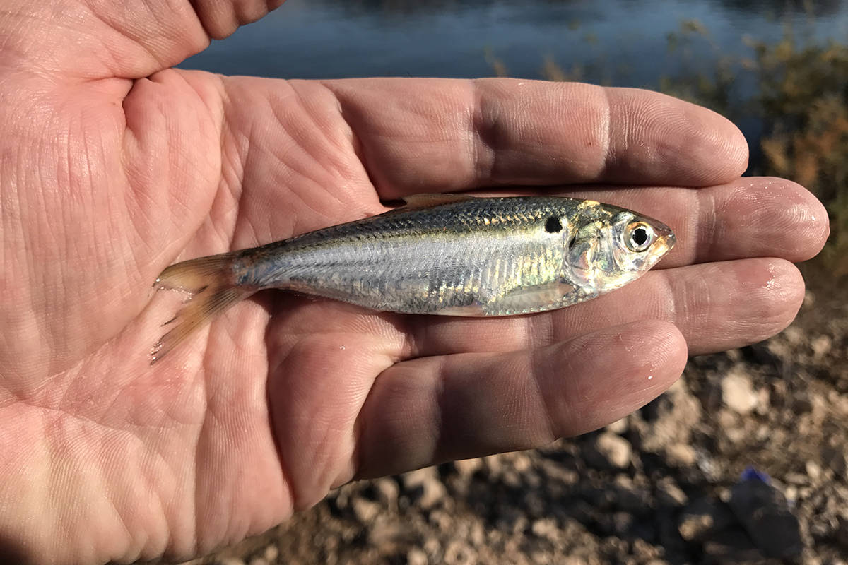 Threadfin shad, like this one from Lake Mead, are a primary food source for striped bass in the ...