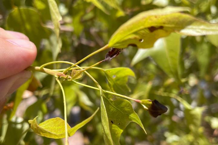 The bottletree's roots are sensitive to watering often and keeping the soil wet. Here, the leav ...