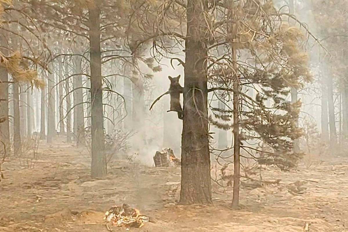 In this photo provided by the Bootleg Fire Incident Command, a bear cub clings to a tree after ...