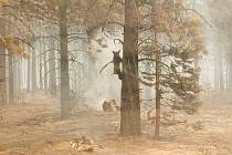 In this photo provided by the Bootleg Fire Incident Command, a bear cub clings to a tree after ...