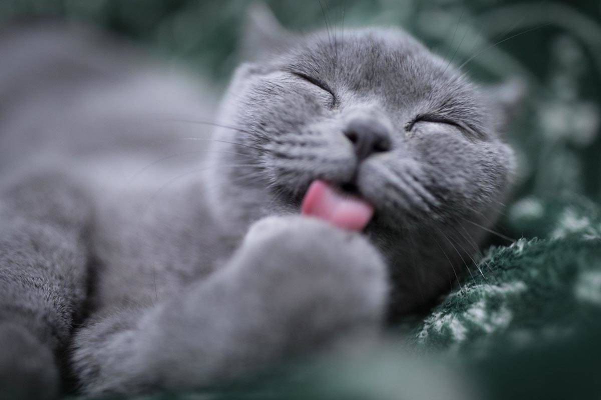 About half of Heaven Can Wait’s spay and neuter patients are free-roaming community cats, acc ...