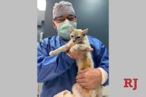 A cat named "Delilah" was the 160,000th animal that the nonprofit Heaven Can Wait Animal Societ ...