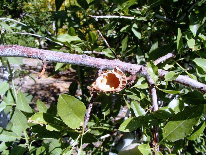 Always check out rules governing pesticides use