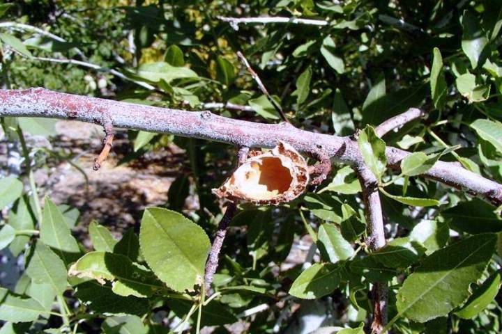 This opened almond was eaten by a ground squirrel. (Bob Morris)