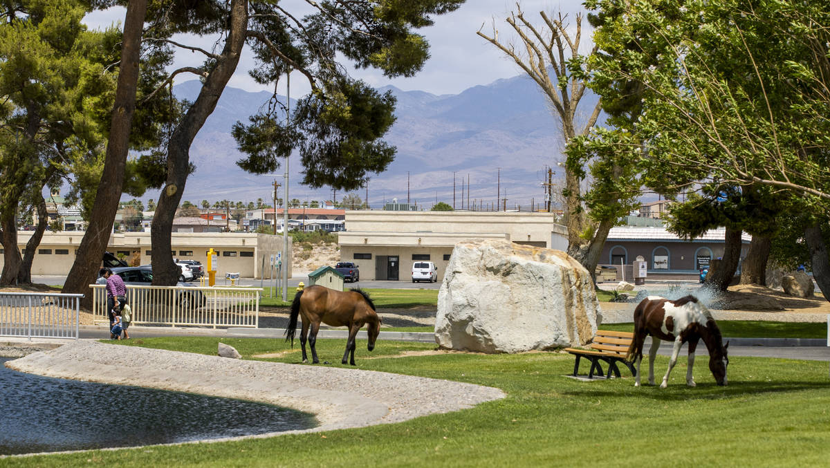 Wild horses graze about the Pahrump Town Office, television station KPVM there is the setting f ...