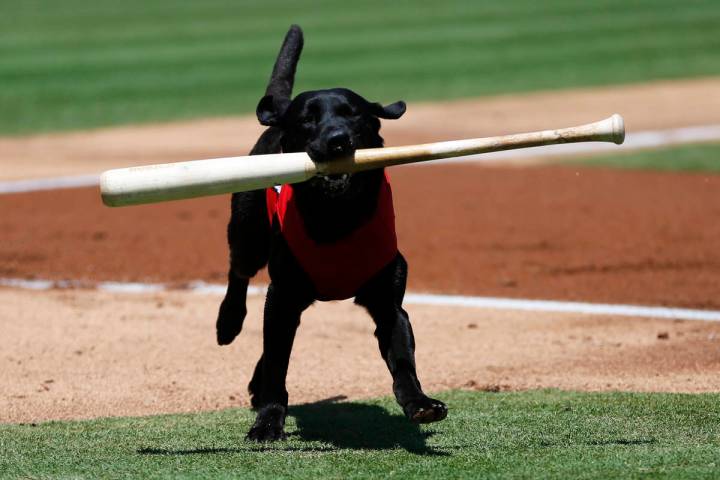 Las Vegas 51s bat dog Finn carries a bat during a game against the Albuquerque Isotopes at Cash ...