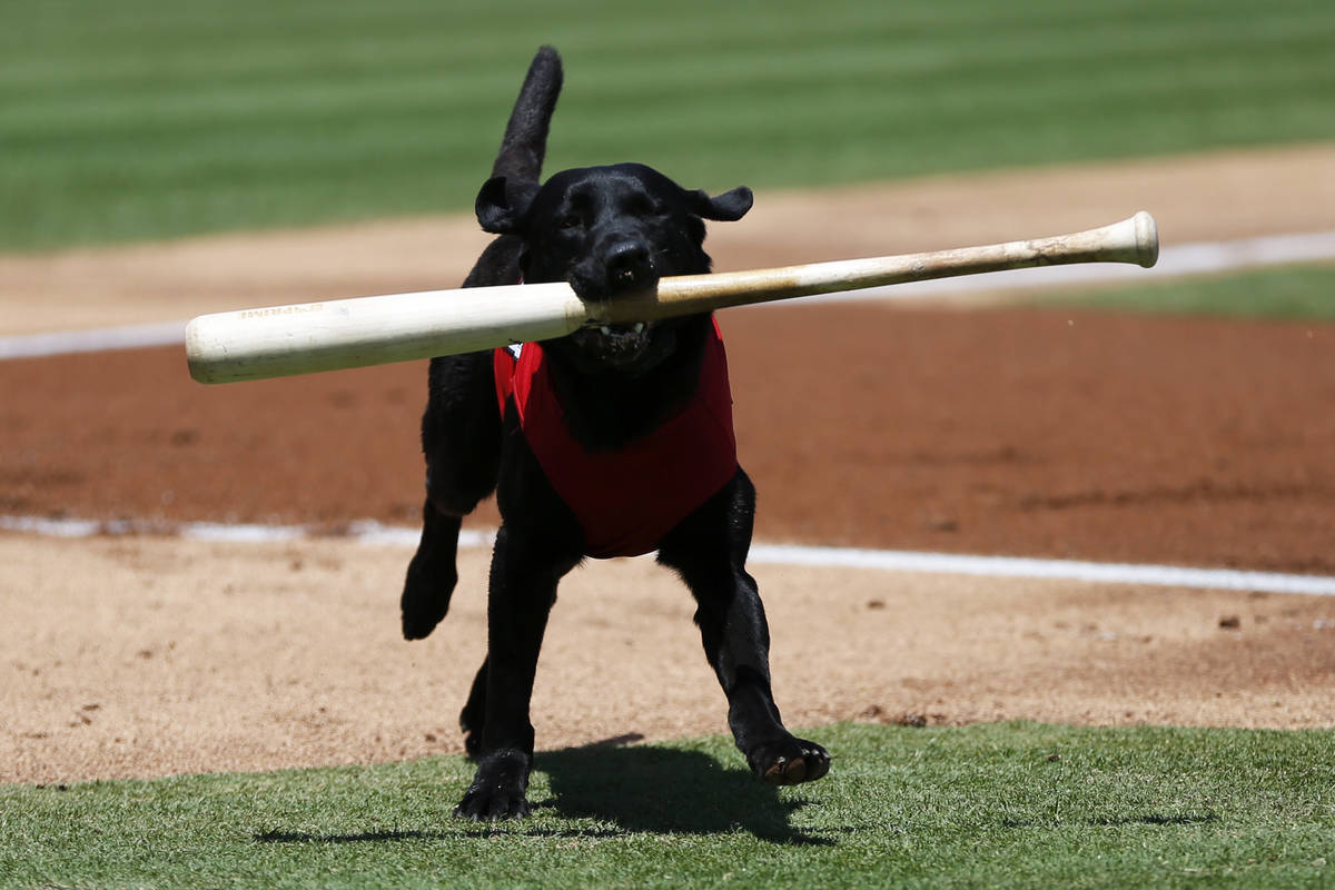 Las Vegas 51s bat dog Finn carries a bat during a game against the Albuquerque Isotopes at Cash ...