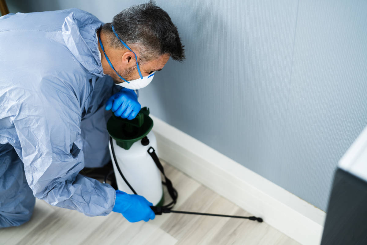 Call A Professional Pest Controller