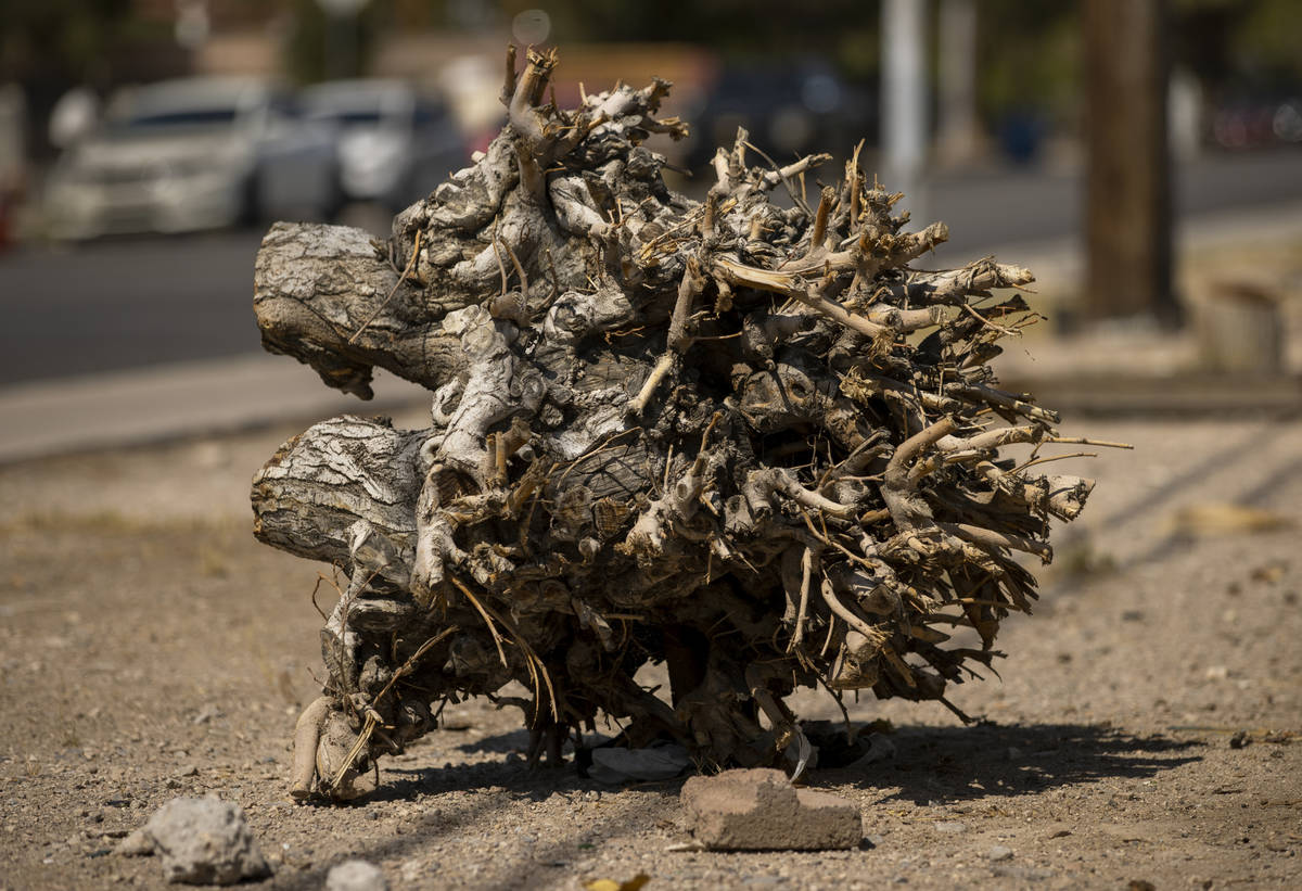 The loss of trees adds to urban heat island effects on Thursday, Aug. 5, 2021, in Las Vegas. Th ...